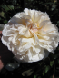 Preview: Rosa Lichfield Angel